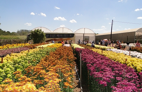 Mais De Mil Turistas S O Esperados Para A Festa Das Flores Em Holambra