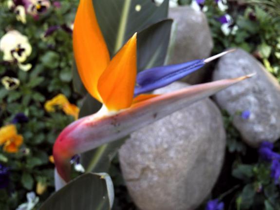 Isabel Furini (fotógrafa) - O nascimento de uma flor é esperança.