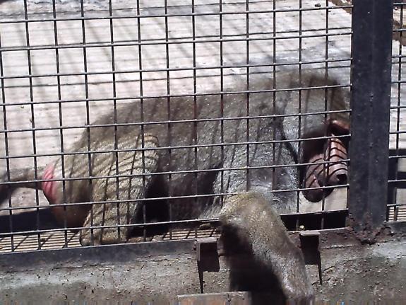 Isabel Furini - Fotógrafa - Zoológico de Buenos Aires