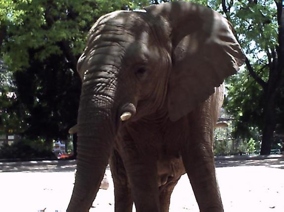 Isabel Furini (fotógrafa) - Local: Jardim Zoológico de Buenos Aires