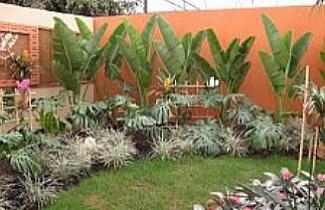 Plantas para sua casa de praia  HM Jardins - Floricultura e Jardinagem