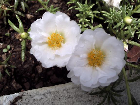 Isabel Furini (fotógrafa). - Flores de um belo jardim.