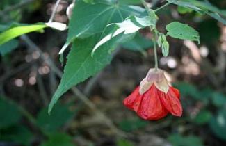 Lanterninha chinesa