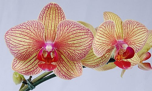 Reprodução - Phalaenopsis Híbrida Estriada