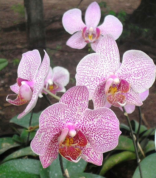 Reprodução - Phalaenopsis Híbrida Pintada