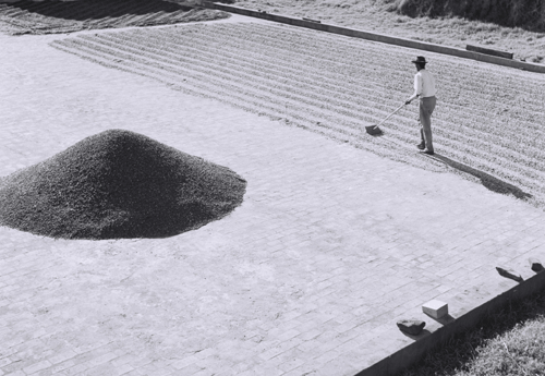 Fazenda em Santa Fé-PR (1962)