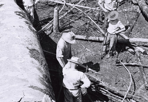 Repicagem de novas covas de café plantada em nível. Fazenda nos arredores de Londrina (1957)