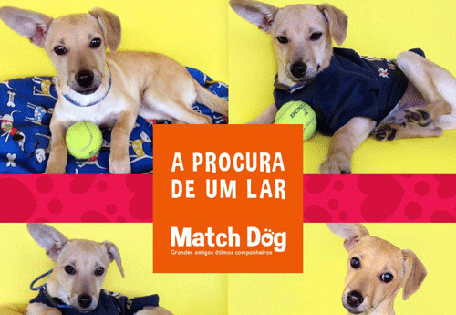 Divulgação/Facebook/Match Dog