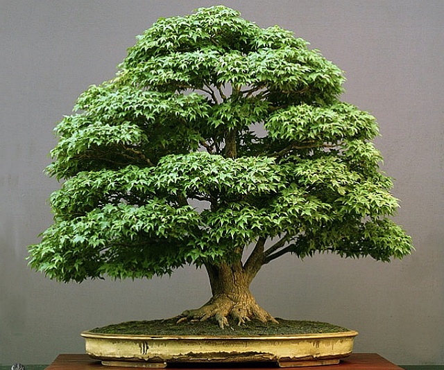 Reprodução/Bonsai Empire