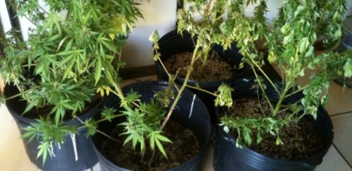 Divulgação/Polícia Civil do RJ - Quatro plantas de maconha foram apreendidas na casa do músico, em fevereiro