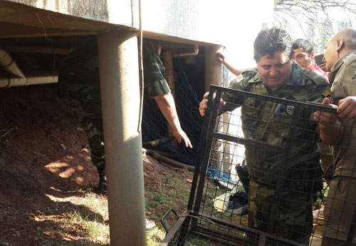 Divulgação/Polícia Ambiental