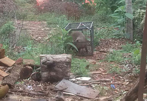 Divulgação/Polícia Ambiental